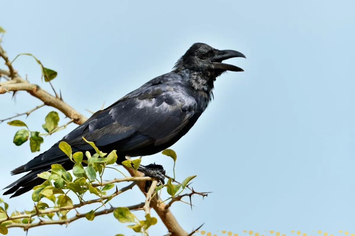 what-is-the-spiritual-meaning-of-crows-cawing-in-the-morning