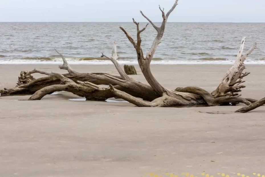 what-is-the-spiritual-meaning-of-driftwood