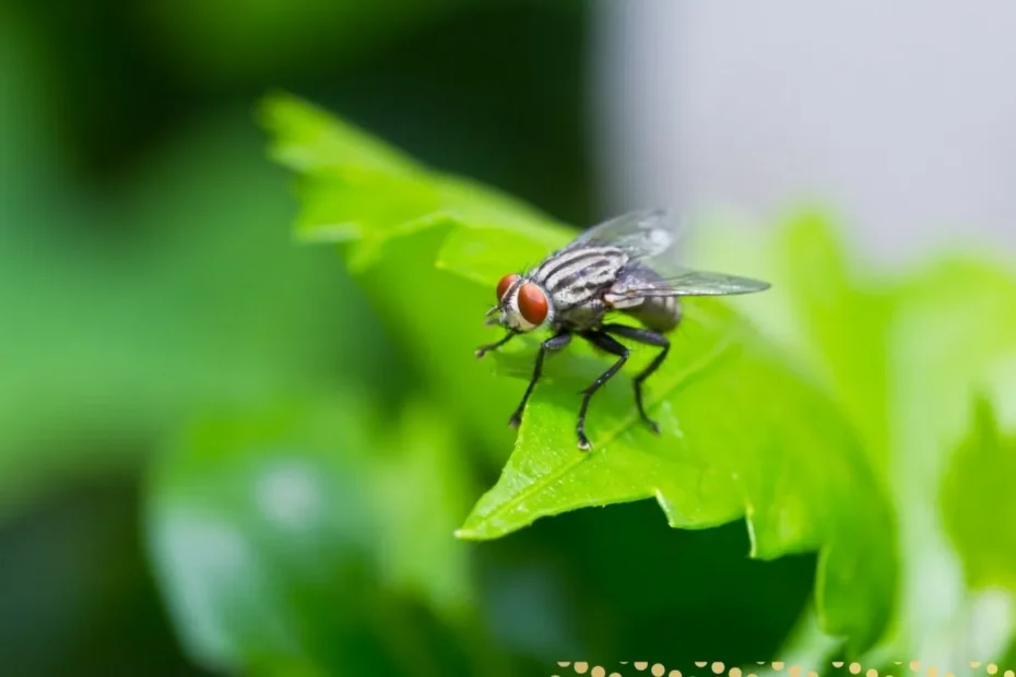 what-is-the-spiritual-meaning-of-flies-around-you