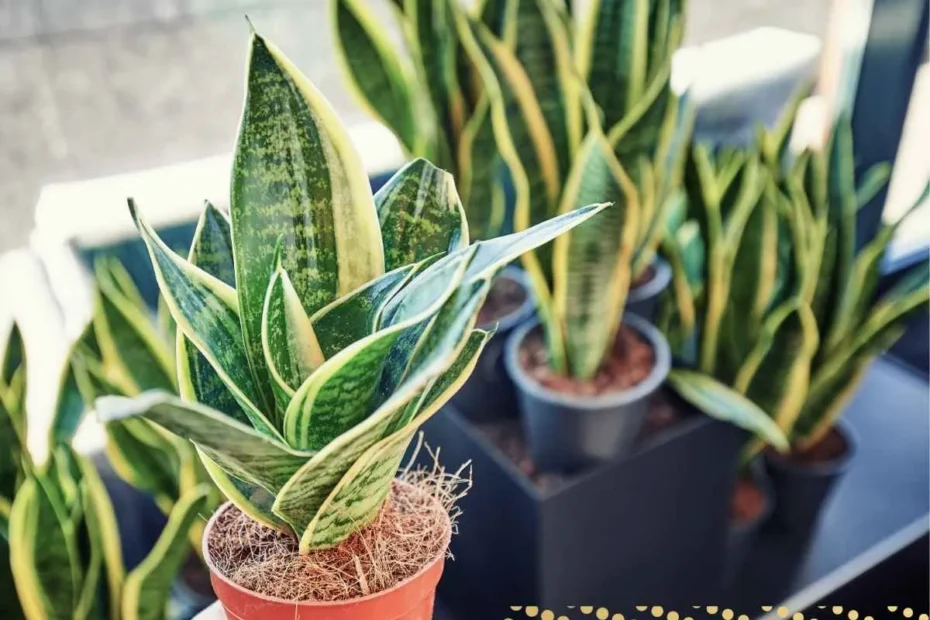 what-is-the-spiritual-meaning-of-snake-plant